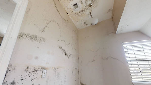 Best Asbestos and Lead Testing During Mold Inspection  in Pender, NE
