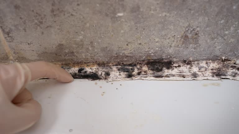 Best Emergency Mold Remediation  in Pender, NE