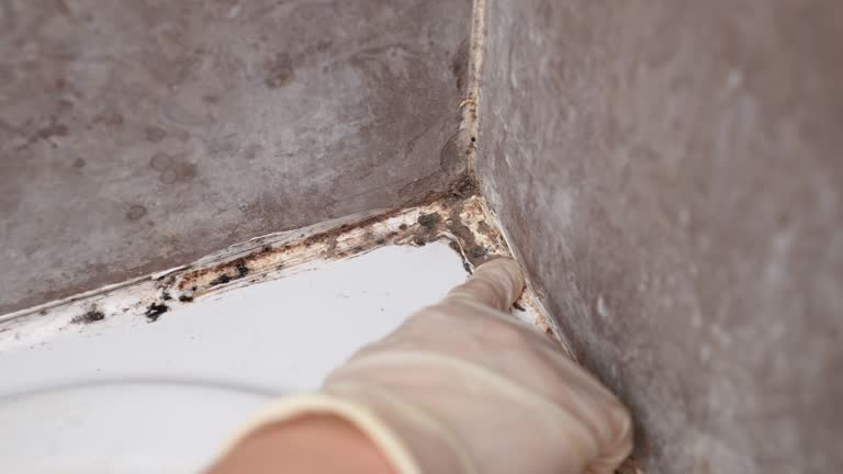 Reliable Pender, NE Mold Removal Solutions