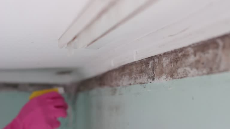 Best Real Estate Mold Inspection  in Pender, NE