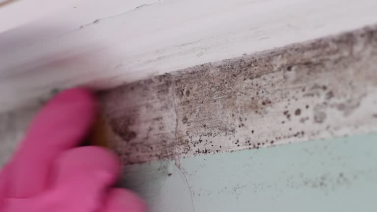 Best Attic Mold Removal  in Pender, NE